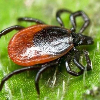 Борьба с клещами на дачном участке