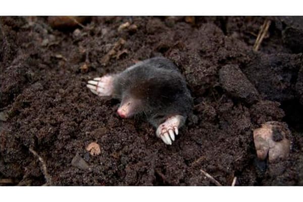 Борьба с кротами на дачном участке Борьба с кротами на дачном участке